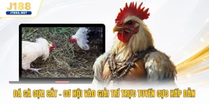 Đá Gà Cựa Sắt - Cơ Hội Vào Giải Trí Trực Tuyến Cực Hấp Dẫn